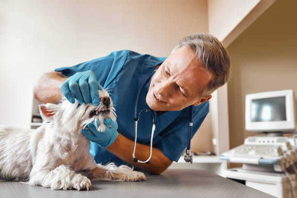 Professional Emergency Dental Service in MD